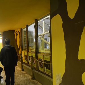 Chimpanzee Indoor Viewing at Ljubljana Zoo, 07/03/18