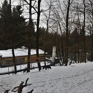 Wolf Enclosure at Ljubljana Zoo, 07/03/18