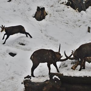Alpine Chamois and Alpine Ibex at Ljubljana Zoo, 07/03/18