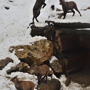 Alpine Ibex at Ljubljana Zoo, 07/03/18