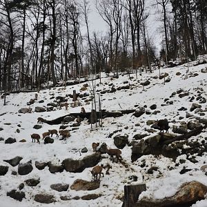 Ibex and Chamois Enclosure at Ljubljana Zoo, 07/03/18