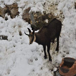 Alpine Chamois at Ljubljana Zoo, 07/03/18