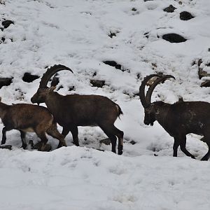 Alpine Ibex at Ljubljana Zoo, 07/03/18