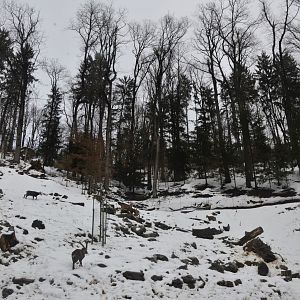 Ibex and Chamois Enclosure at Ljubljana Zoo, 07/03/18