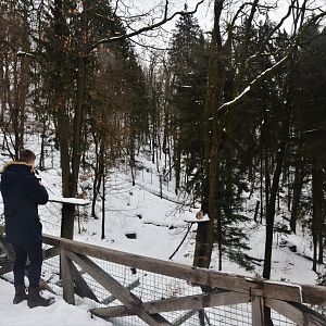 Carpathian Lynx Viewing at Ljubljana Zoo, 07/03/18