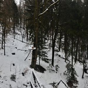 Carpathian Lynx Enclosure at Ljubljana Zoo, 07/03/18