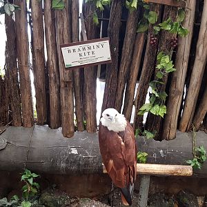 Brahminy Kite at Ark Avilion Zoo in Manila