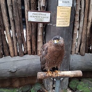 Phillipine Serpent Eagle at Ark Avilion Zoo in Manila