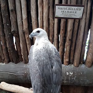 White-Bellied Sea Eagle at Ark Avilion Zoo in Manila