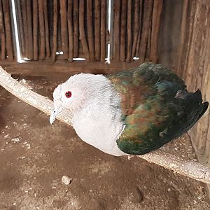 Green Imperial Pigeon