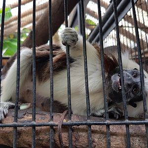 cottontop tamarin