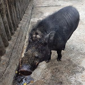 Visayan Warty Pig