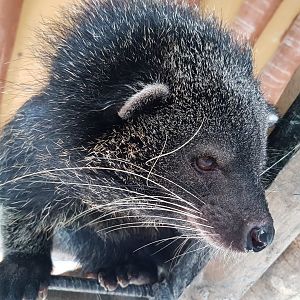 binturong