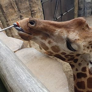 feeding giraffe