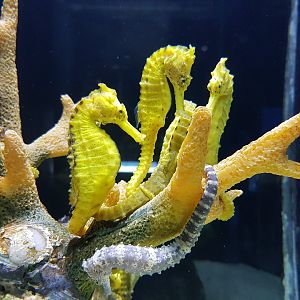 seahorse at manilla ocean park