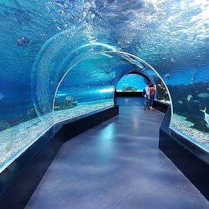 arcylic tunnel at manilla ocean park