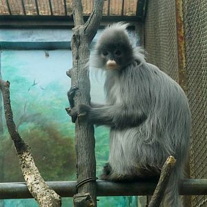 Indochinese gray langur