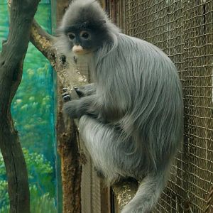 Indochinese gray langur