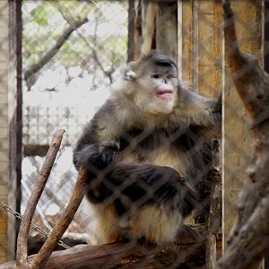 Yunnan snub-nosed monkey