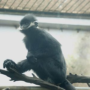 Hatinh langur