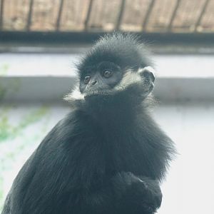 Hatinh langur