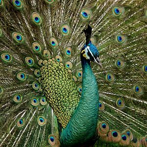 Green peafowl