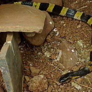 Banded krait