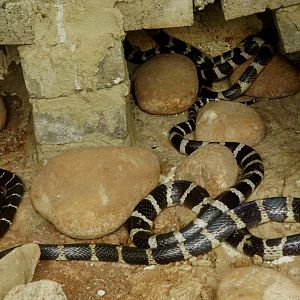 Many-banded krait
