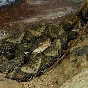 Hundred-pace pitviper