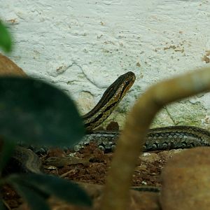 Chinese water snake