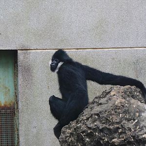 White-cheeked Gibbon