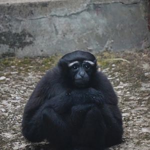 Skywalker hoolock gibbon?