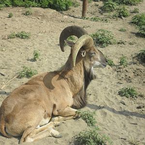 Urial - Peshawar Zoo 11/3/2018