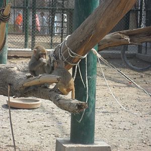 Rhesus macaques - Peshawar Zoo 11/3/2018