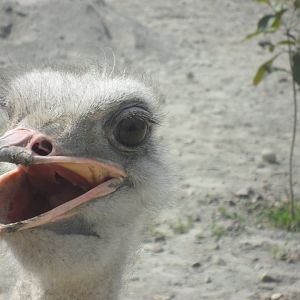 Ostrich - Peshawar Zoo 11/3/2018