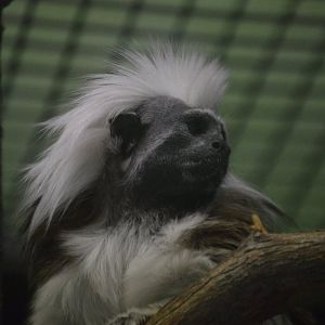 Saguinus oedipus