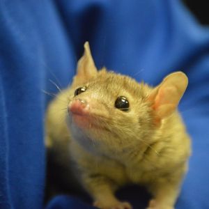 Monodelphis domestica