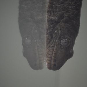 Rhacodactylus leachianus