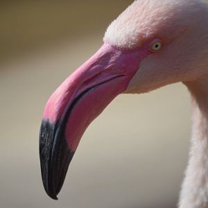 Phoenicopterus roseus
