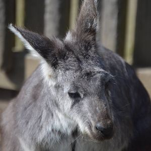 Macropus robustus robustus