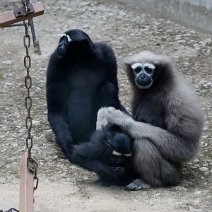 Hoolock gibbon family