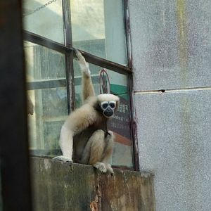 Eastern hoolock gibbon