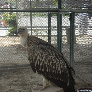 Himalayan griffon vulture - Peshawar Zoo 11/3/2018