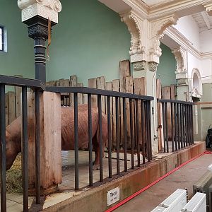 Interior housing for a black rhino