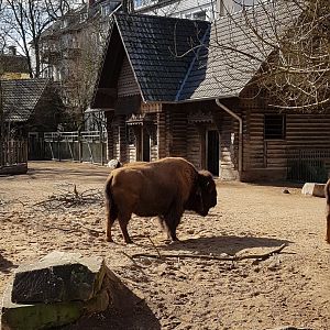 American bison and house