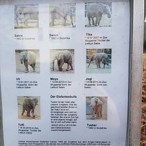 Elephant herd names