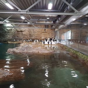 King penguin and gentoo penguins plant