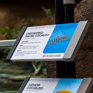 New in Africa Rocks Aviary