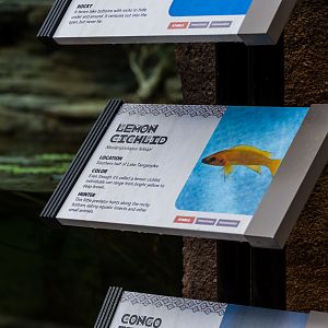 New in Africa Rocks Aviary