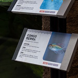 New in Africa Rocks Aviary